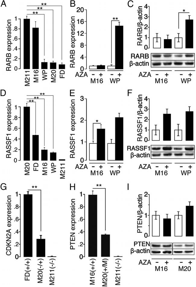 RASSF1A Antibody in Western Blot (WB)