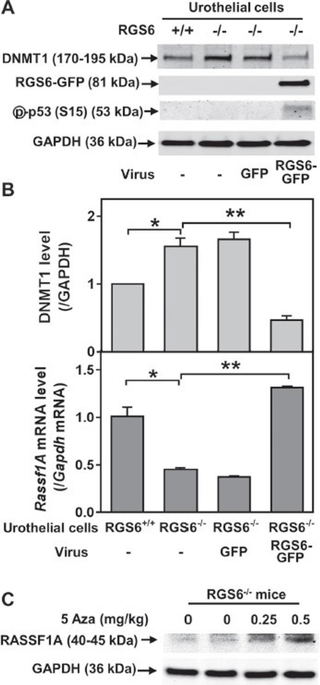 RASSF1A Antibody in Western Blot (WB)