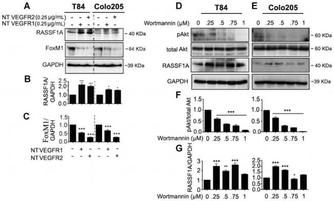 RASSF1A Antibody in Western Blot (WB)