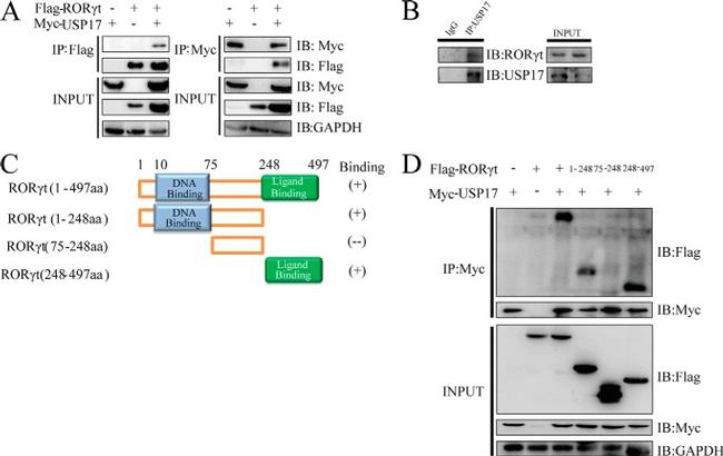 ROR gamma (t) Antibody in Western Blot (WB)