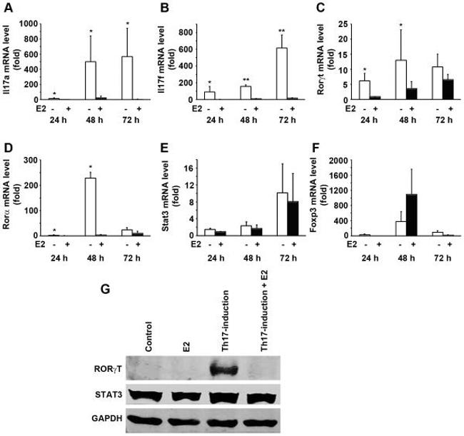 ROR gamma (t) Antibody in Western Blot (WB)