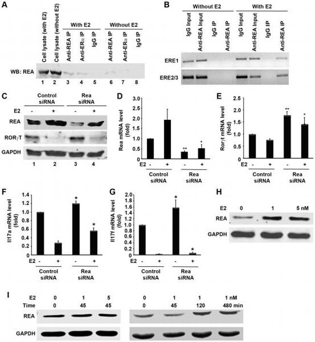 ROR gamma (t) Antibody in Western Blot (WB)