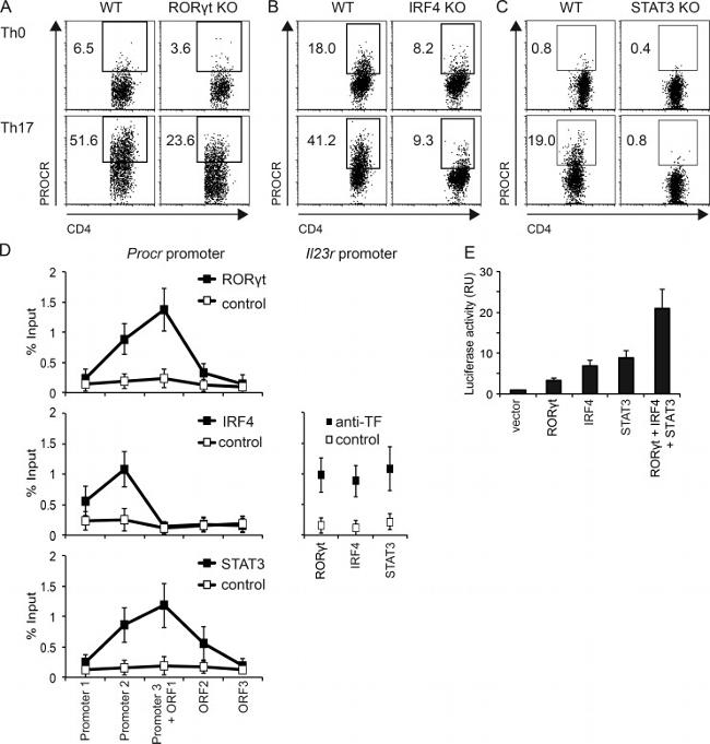 ROR gamma (t) Antibody in ChIP Assay (ChIP)