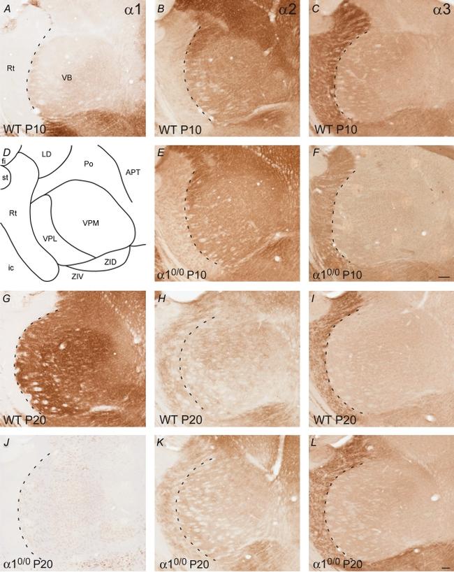 IL-1 alpha Antibody in Immunohistochemistry (IHC)