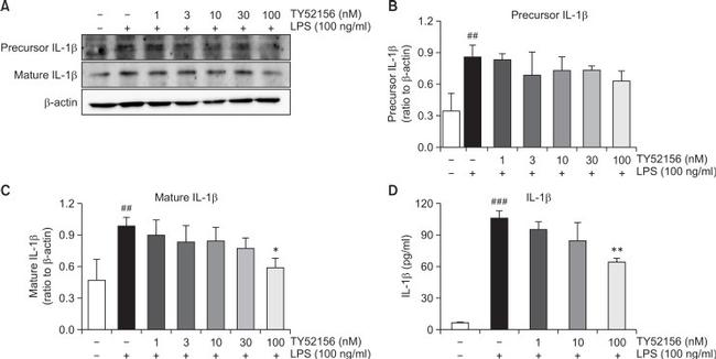 IL-1 beta Antibody in ELISA (ELISA)