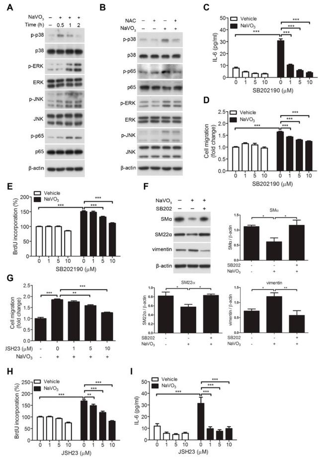 IL-6 Antibody in ELISA (ELISA)