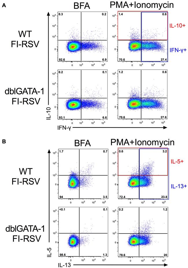 IL-13 Antibody in Flow Cytometry (Flow)