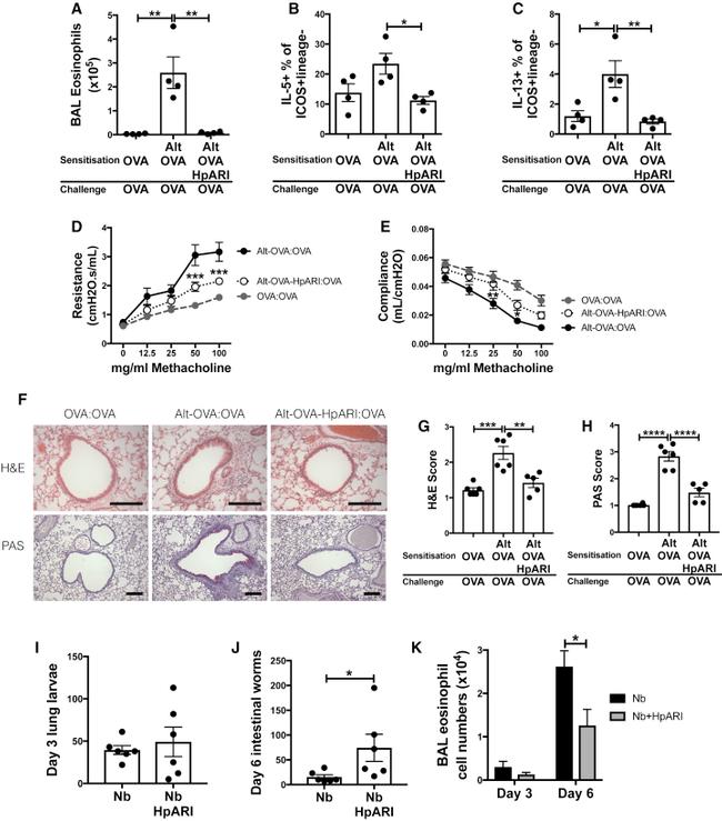 IL-13 Antibody in Immunohistochemistry (IHC)