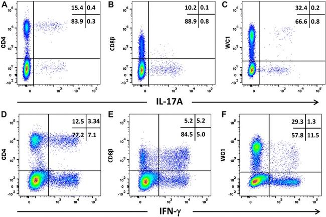 IL-17A Antibody in Flow Cytometry (Flow)