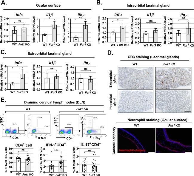 CD4 Antibody in Flow Cytometry (Flow)