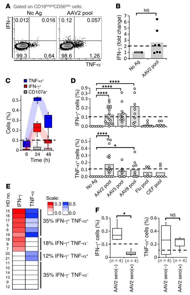 IFN gamma Antibody in Flow Cytometry (Flow)