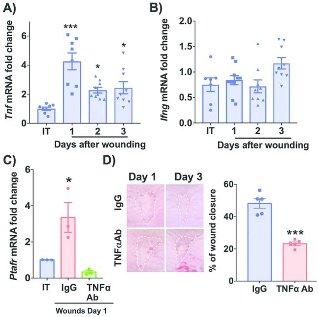 TNF alpha Antibody in Neutralization (Neu)