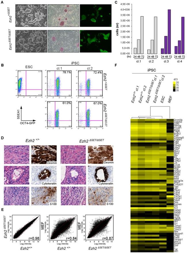 SSEA1 Antibody in Flow Cytometry (Flow)