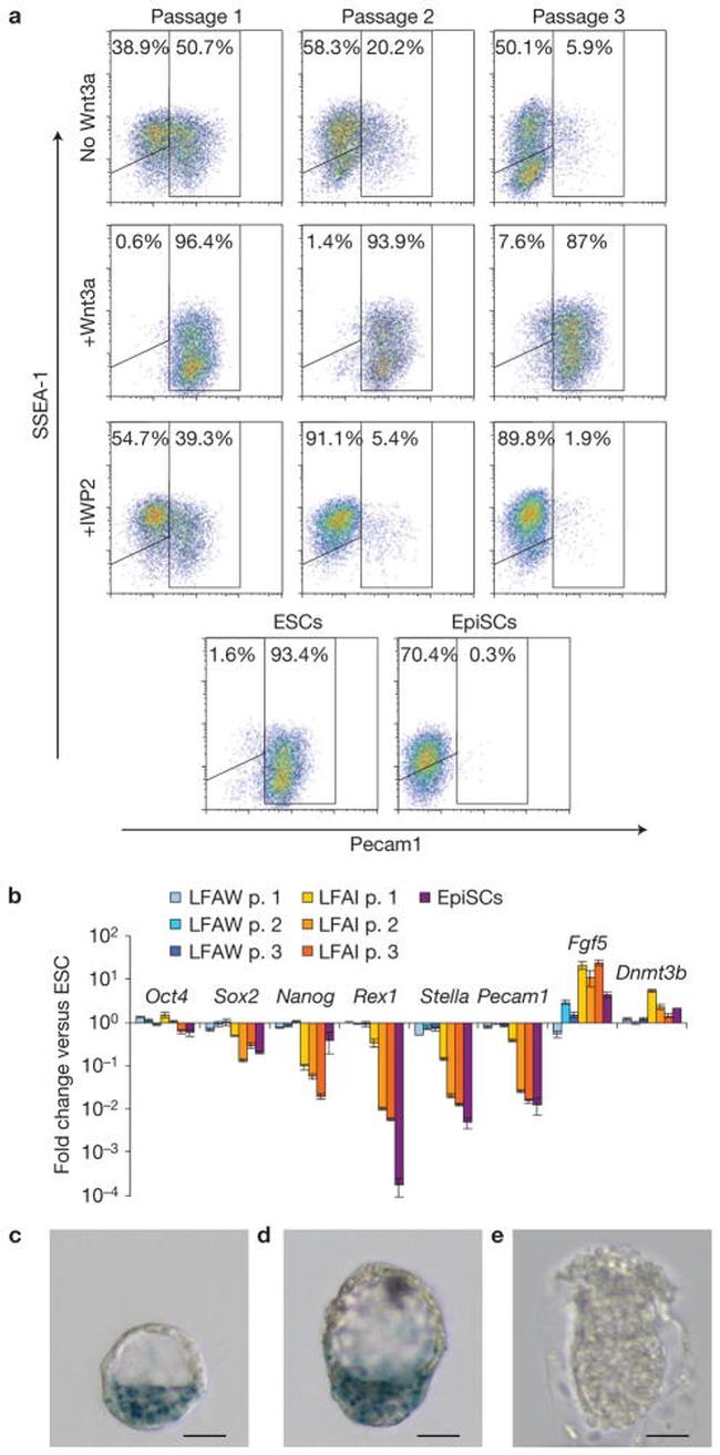 SSEA1 Antibody in Flow Cytometry (Flow)