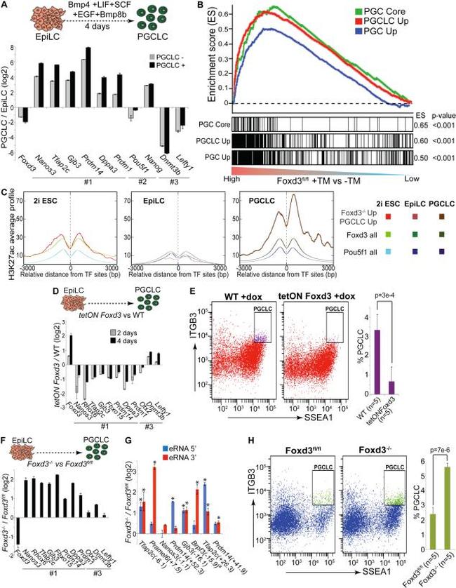 SSEA1 Antibody in Flow Cytometry (Flow)