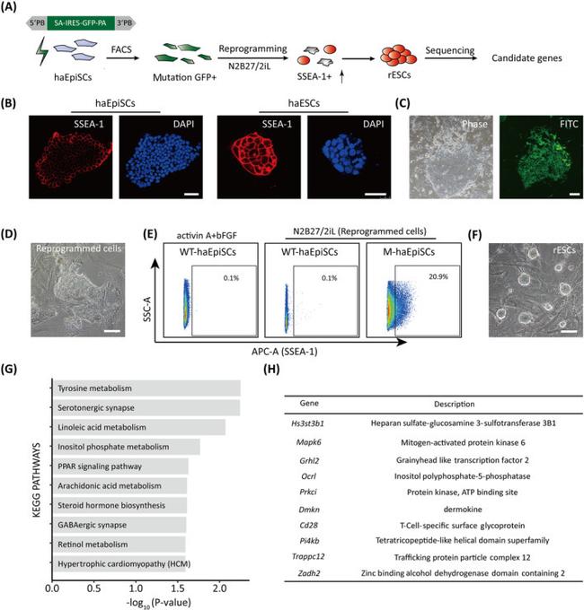 SSEA1 Antibody in Flow Cytometry (Flow)