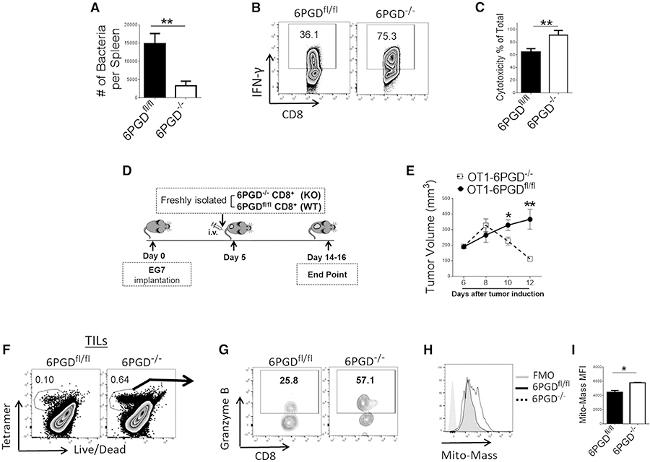 Granzyme B Antibody in Flow Cytometry (Flow)