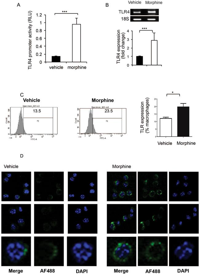 CD284 (TLR4) Antibody in Flow Cytometry (Flow)