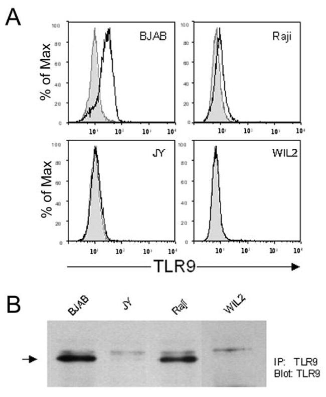 CD289 (TLR9) Antibody in Western Blot, Flow Cytometry (WB, Flow)