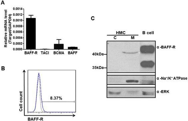 CD268 (BAFF Receptor) Antibody in Flow Cytometry (Flow)