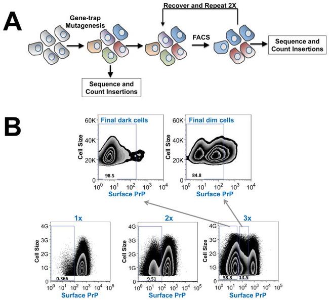 CD230 (PrP) Antibody in Flow Cytometry (Flow)