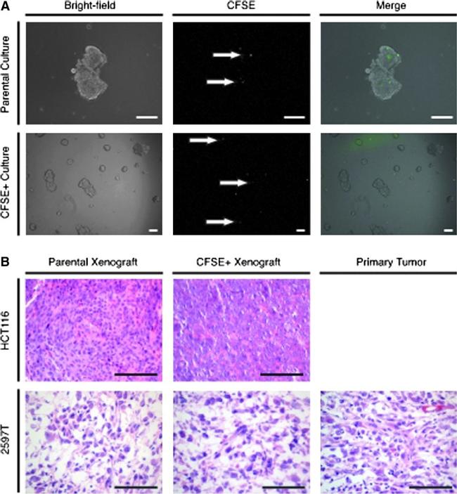 CD326 (EpCAM) Antibody in Flow Cytometry (Flow)