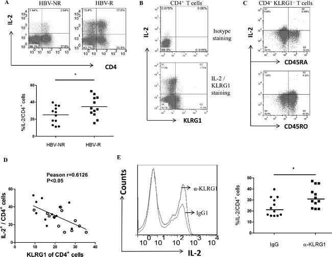 KLRG1 Antibody in Flow Cytometry (Flow)