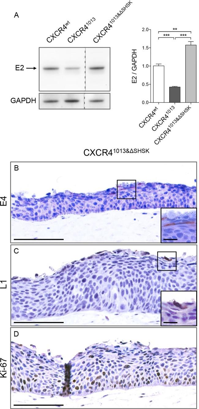 GAPDH Antibody in Western Blot (WB)