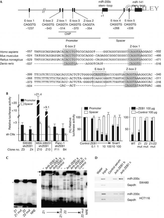 ZEB1 Antibody in ChIP Assay (ChIP)