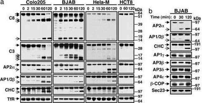 alpha Adaptin Antibody in Immunoprecipitation (IP)