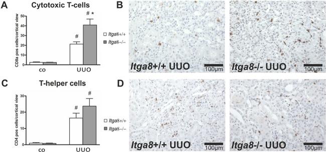 CD8a Antibody in Immunohistochemistry, Flow Cytometry (IHC, Flow)