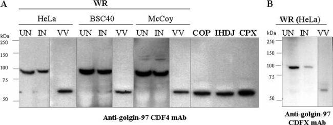 Golgin-97 Antibody in Western Blot (WB)