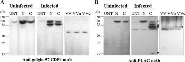 Golgin-97 Antibody in Western Blot (WB)