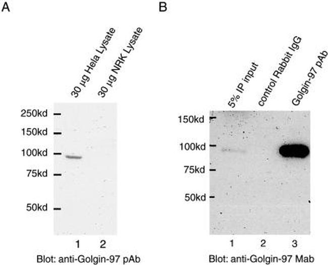 Golgin-97 Antibody in Western Blot (WB)