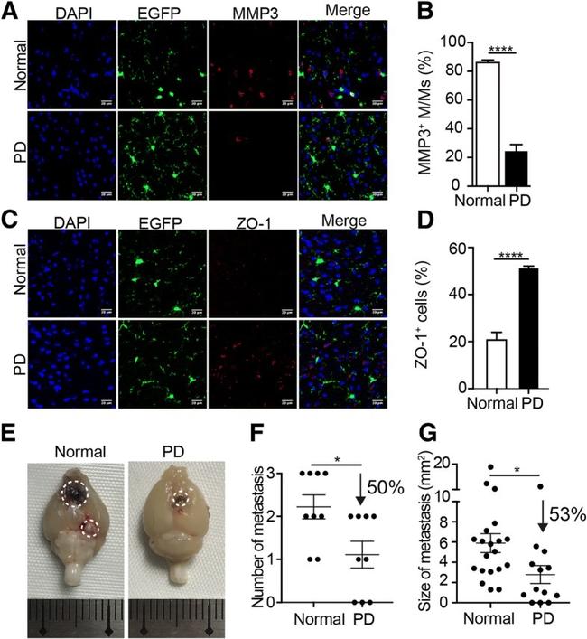 ZO-1 Antibody