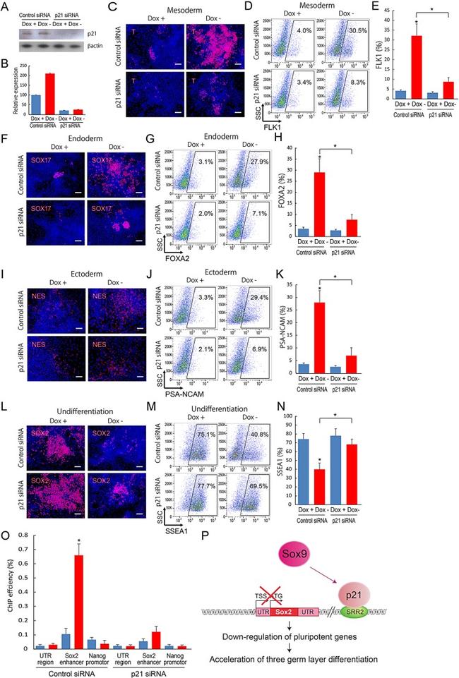 CD309 (FLK1) Antibody in Flow Cytometry (Flow)