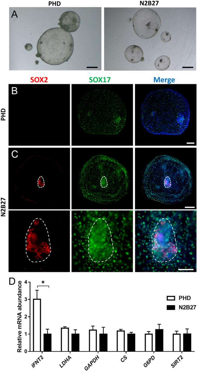 SOX2 Antibody in Immunocytochemistry (ICC/IF)