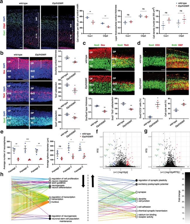 SOX2 Antibody in Immunohistochemistry (IHC)