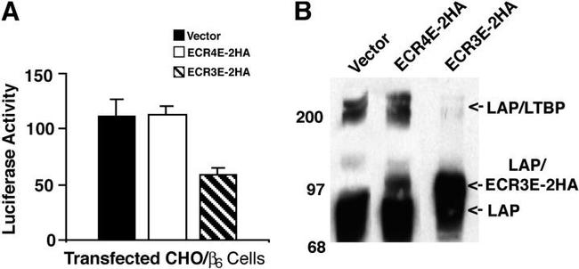 LAP (Latency Associated peptide) Antibody in Western Blot (WB)