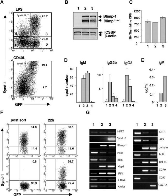 Blimp-1 Antibody in Western Blot (WB)