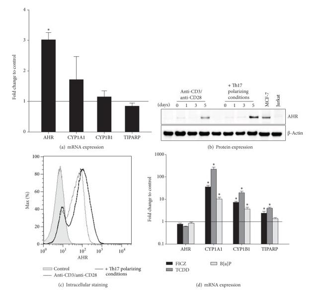 AHR Antibody in Flow Cytometry (Flow)