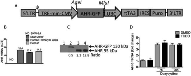 AHR Antibody in Western Blot (WB)