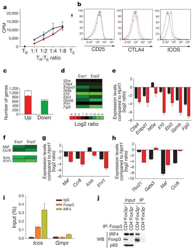 IRF4 Antibody in Flow Cytometry (Flow)