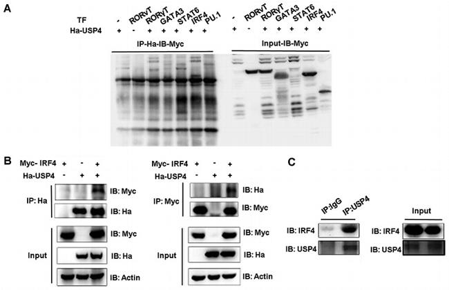 IRF4 Antibody in Western Blot (WB)