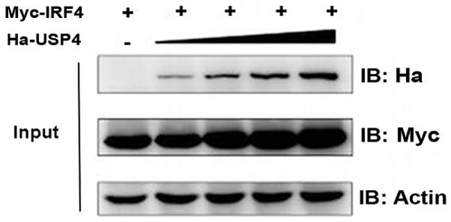 IRF4 Antibody in Western Blot (WB)