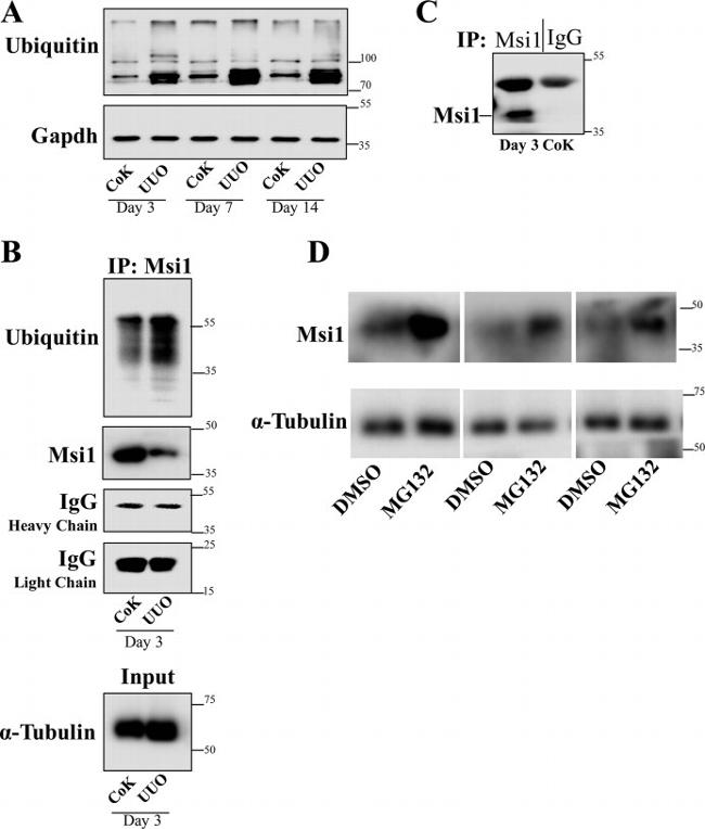 Musashi-1 Antibody