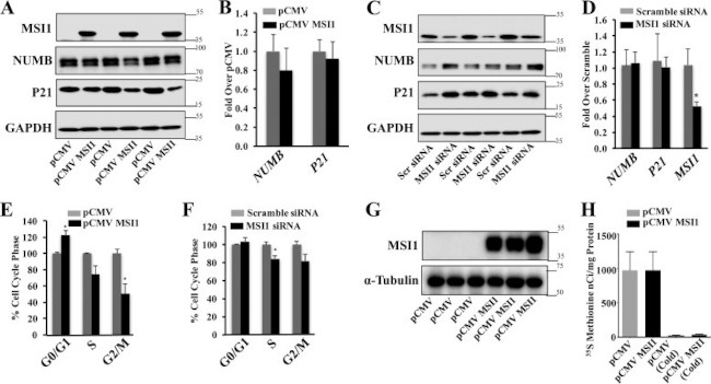 Musashi-1 Antibody in Western Blot (WB)