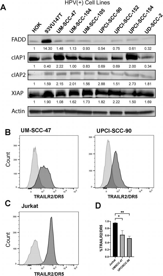 CD262 (DR5) Antibody in Flow Cytometry (Flow)