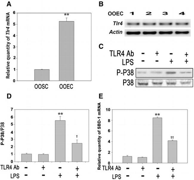 CD284 (TLR4) Antibody in Western Blot, Neutralization (WB, Neu)