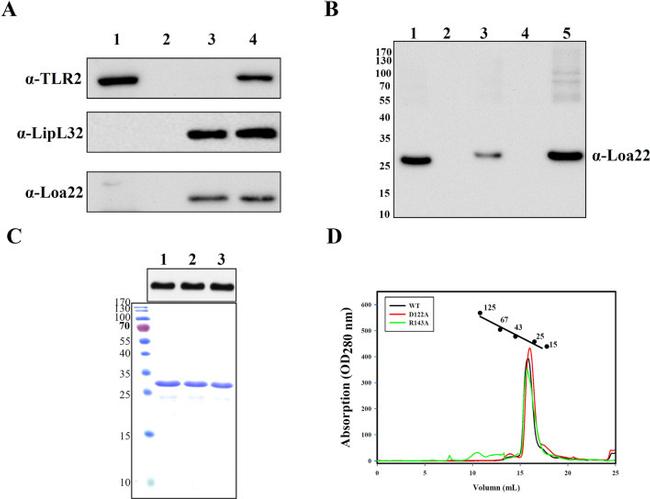 CD282 (TLR2) Antibody in Western Blot (WB)